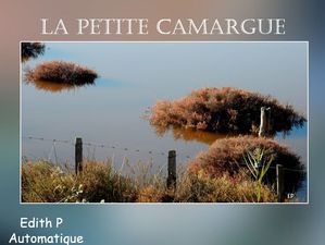 la_petite_camargue_edith_p