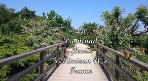 la_promenade_fleurie_de_mimizan_40_mimi_40