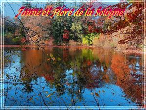 sologne_faune_et_flore