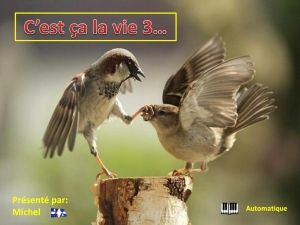 c_est_ca_la_vie_3_michel