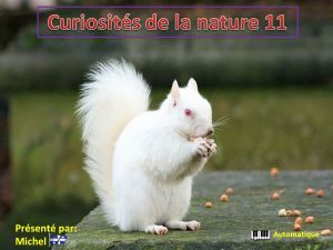 curiosites_de_la_nature_11_michel