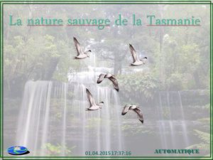 la_nature_sauvage_de_la_tasmanie_chantha