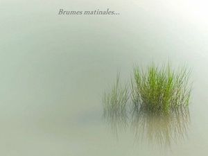 brumes_matinales