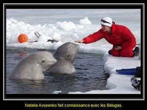 la_sirene_des_belugas