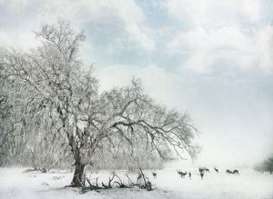31_superbes_photos_en_blanc