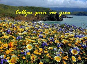 collyre_pour_vos_yeux