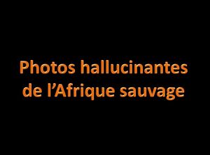 photos_hallucinantes_de_l_afrique_sauvage_pancho