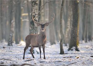 solstice_d_hiver_arthos