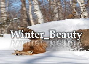 winter_beauty_photography