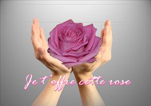 je_t_offre_cette_rose_mimi_40