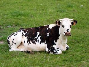 la_petite_vache_normande_jackdidier