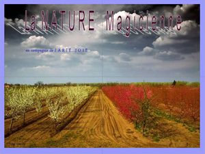 nature_magicienne_concours