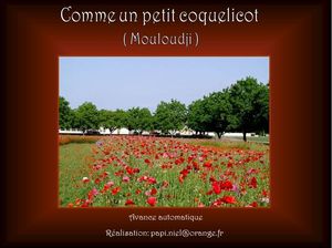 petit_coquelicot