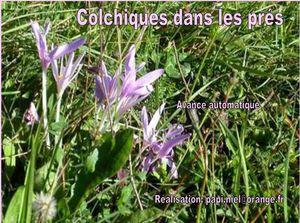 colchiques_dans_les_pres_papiniel