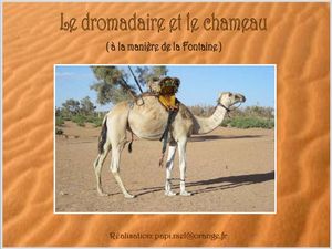 dromadaire_et_chameau