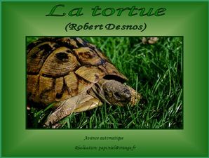 la_tortue__robert_desnos_papiniel