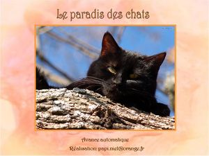 le_paradis_des_chats_papiniel