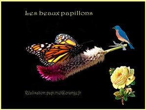 les_beaux_papillons_papiniel