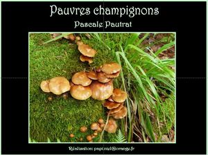 pauvres_champignons