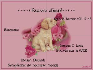 pauvre_chien