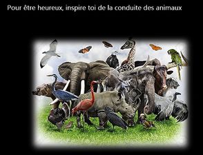 tendresse_animale_adie_bc