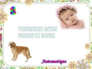 tendresse_entre_chiens_et_bebes_chantha