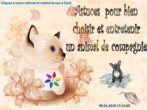 astuces_pour_bien_choisir_et_entretenir_un_animal_de_compagnie_chantha